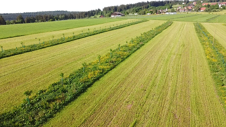 Olef Koch Olef Koch